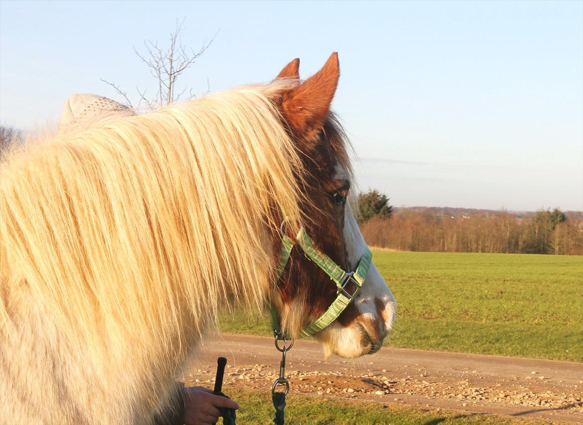 Pinto Molly - På gåtur (: Foto Julie K. billede 20