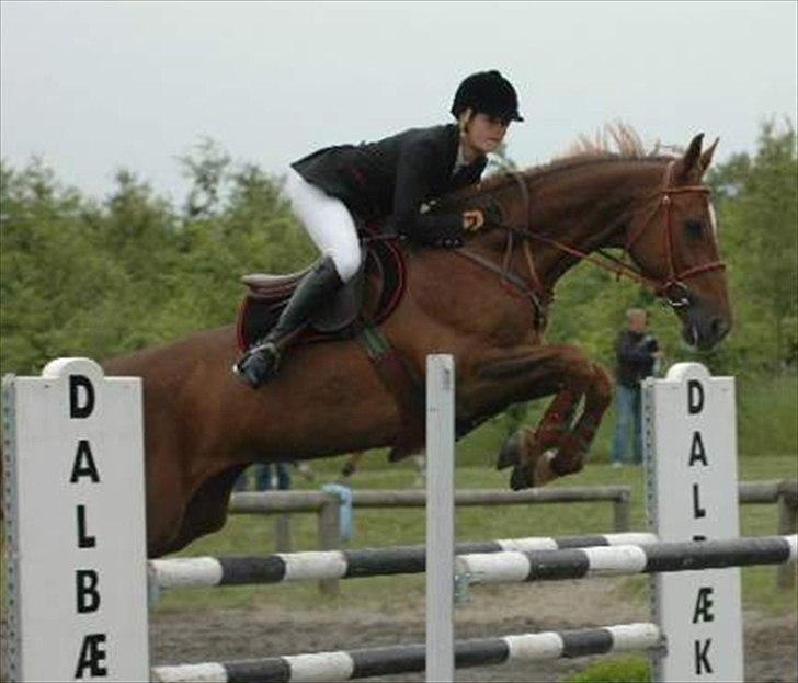 Dansk Varmblod La Rouge H (Røde) billede 10