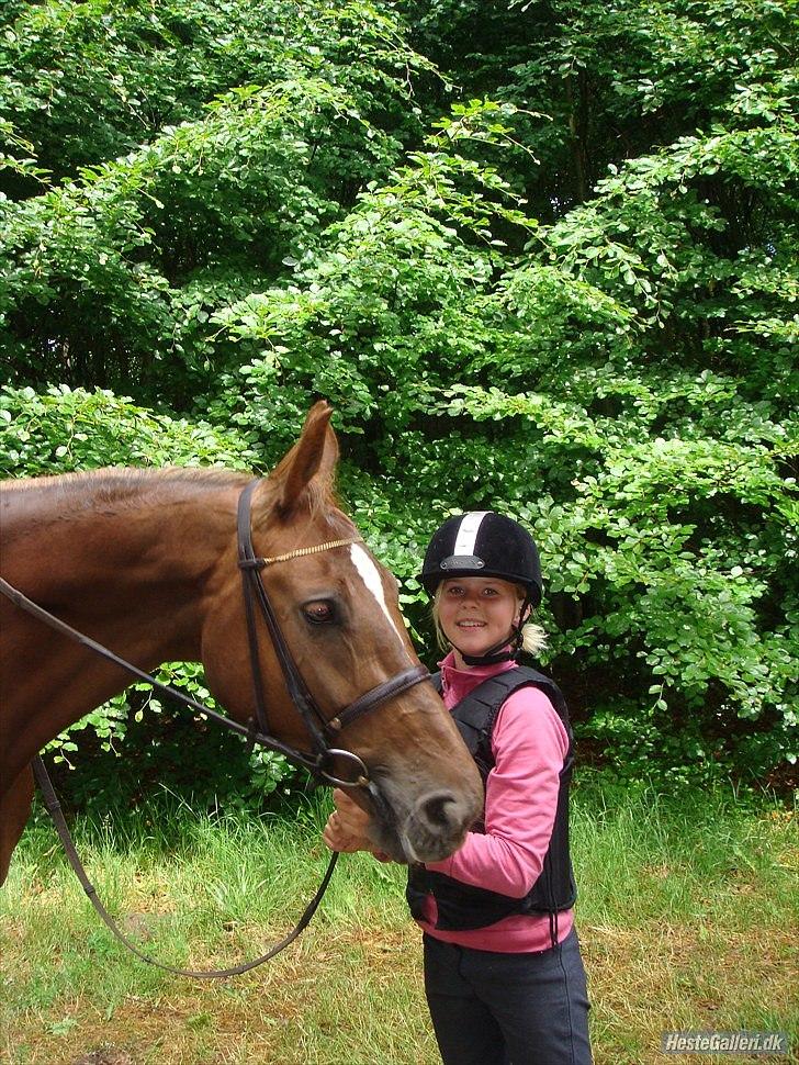 Dansk Varmblod La Rouge H (Røde) billede 11