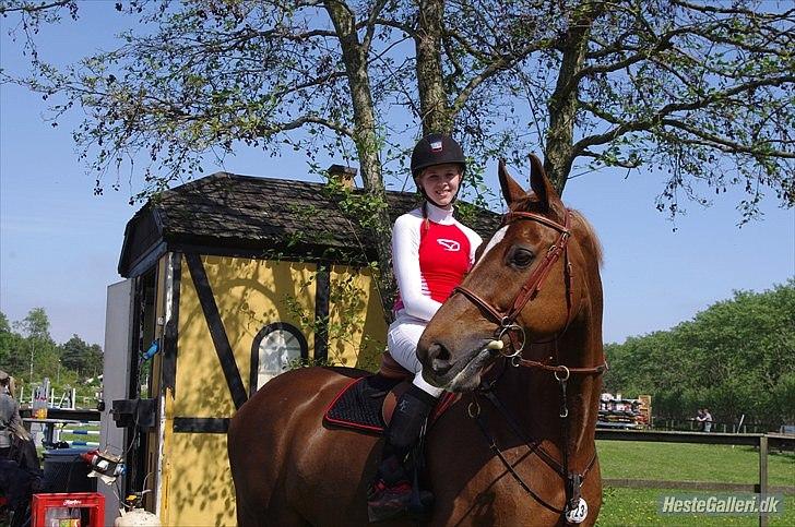 Dansk Varmblod La Rouge H (Røde) billede 12