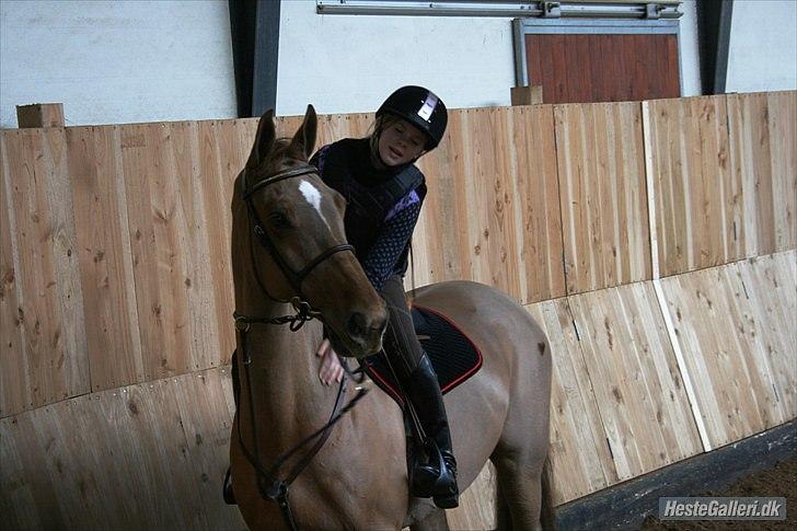 Dansk Varmblod La Rouge H (Røde) billede 13