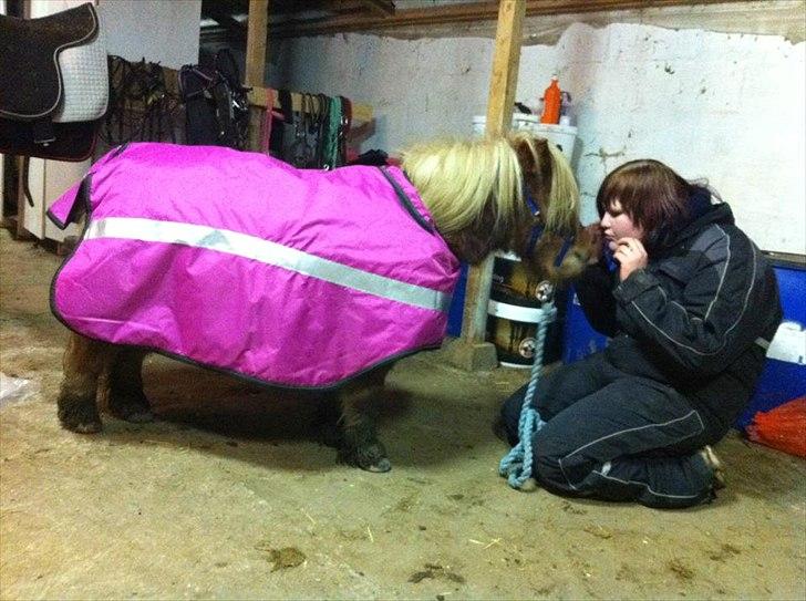 Miniature birk - birk med min anden ponys dækken;D <3 det er et ridedækken :D billede 3
