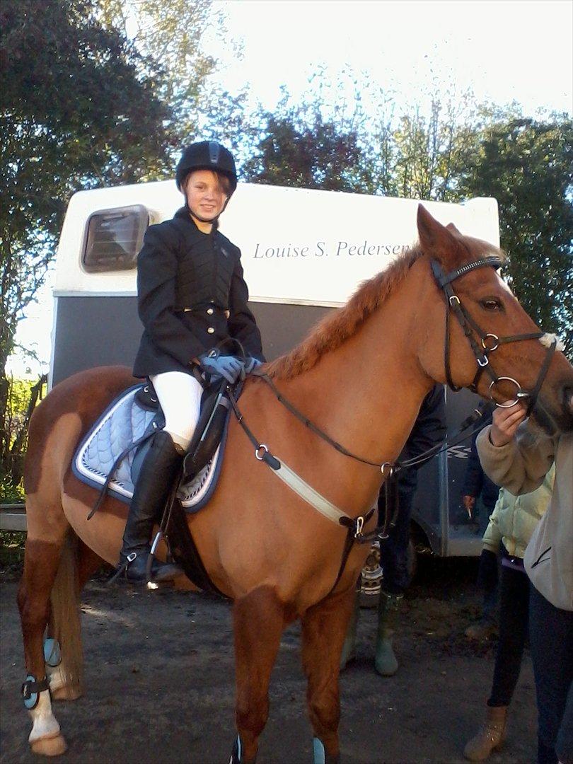 Hollandsk Sportspony Jannus - Første stævne på Jannus :) billede 9