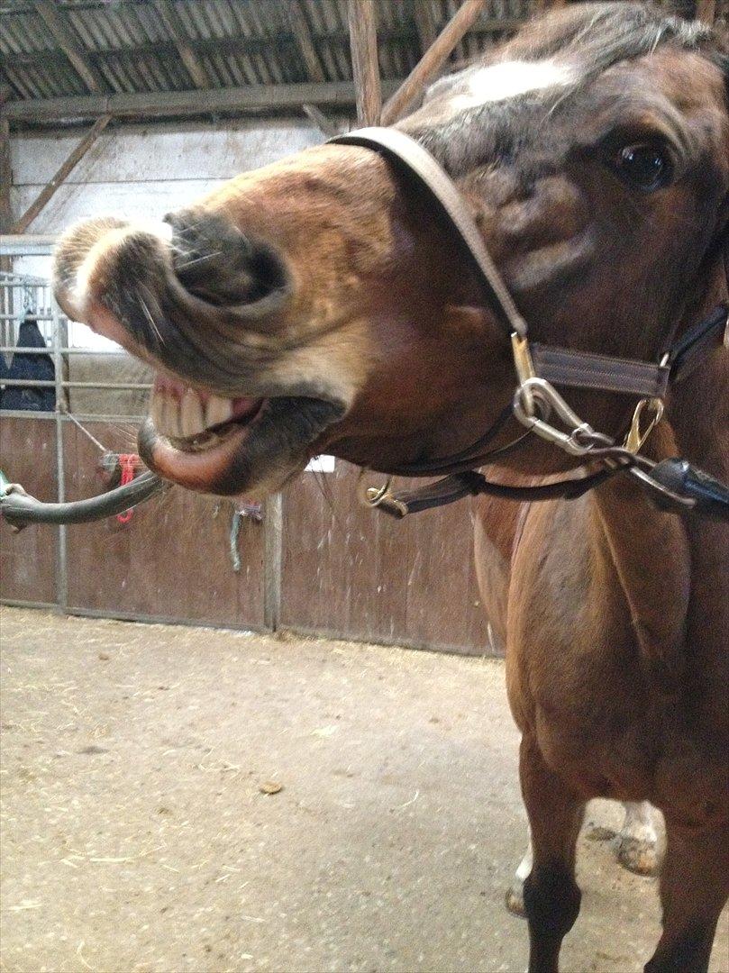 Dansk Varmblod Madame Moiselle - Foto: Mig billede 8