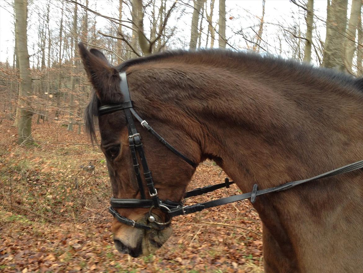 Dansk Varmblod Madame Moiselle - Bærer præg af vinterpels. Foto: Anna Andersen billede 17