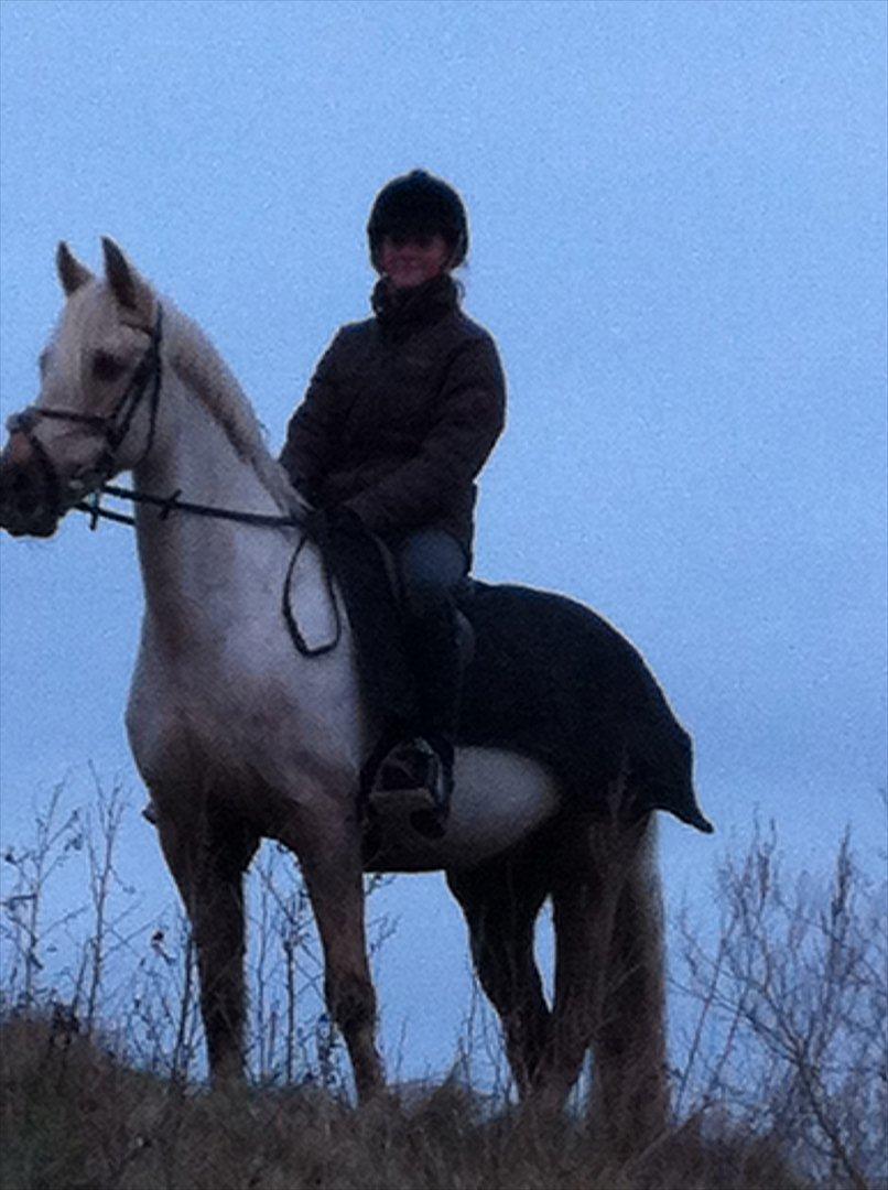 Irsk Sportspony Million Dollar Baby - D.17/1 2012 Tak for ALT min bedste ven. Jeg vil ALTID elske dig <3 billede 19