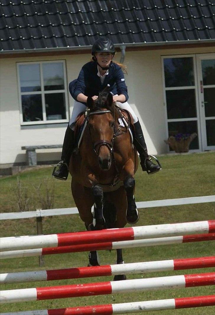 Dansk Varmblod Højvangs Colett - skaaaat - morsø 2011 ..  billede 2