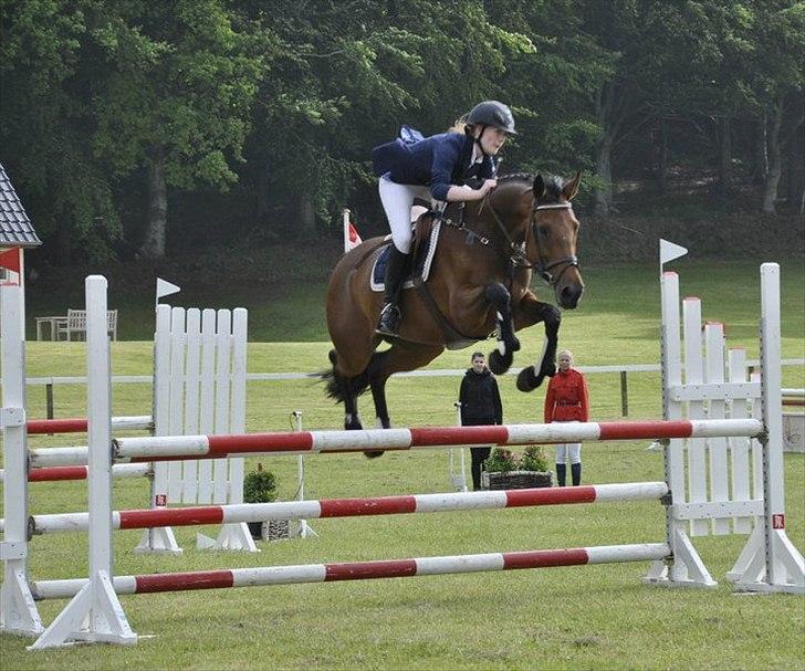 Dansk Varmblod Højvangs Colett - morsø 2011 ..  billede 11