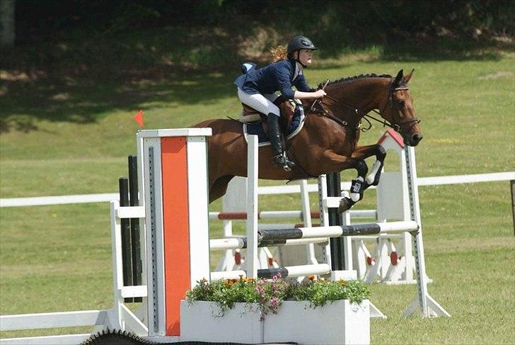 Dansk Varmblod Højvangs Colett - lækkermås! 
morsø 2011 billede 3