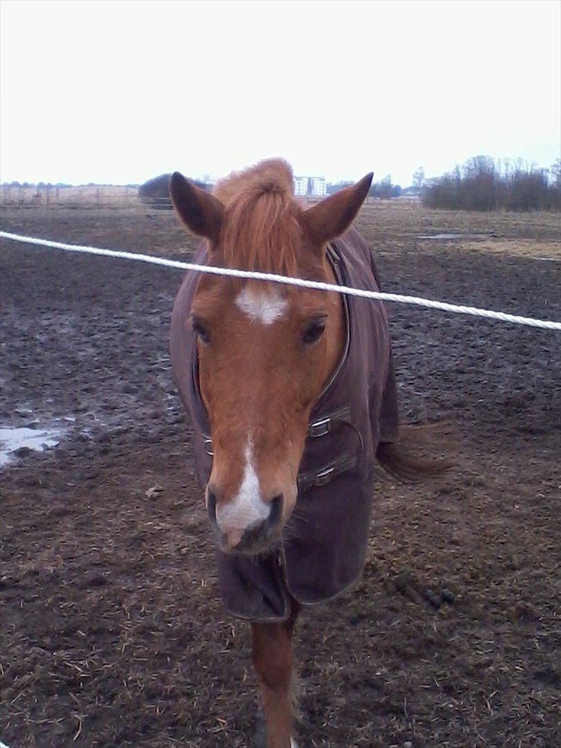 Hollandsk Sportspony Jannus - Jannus på fold da han havde fået nyreslag  billede 5