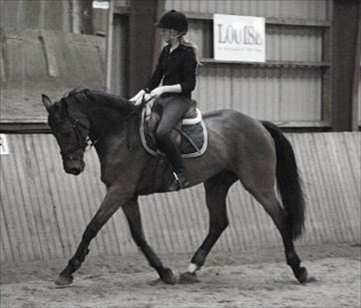 Dansk Varmblod Højvangs Colett - søøøøøde ..  billede 20