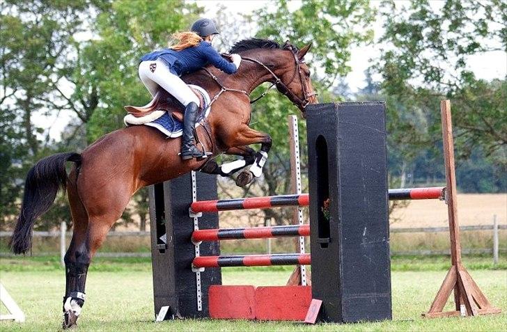 Dansk Varmblod Højvangs Colett - stjernen .. billede 1