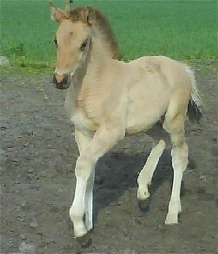 Anden særlig race Mon Chéri - Mon som føllebølle <3 billede 12