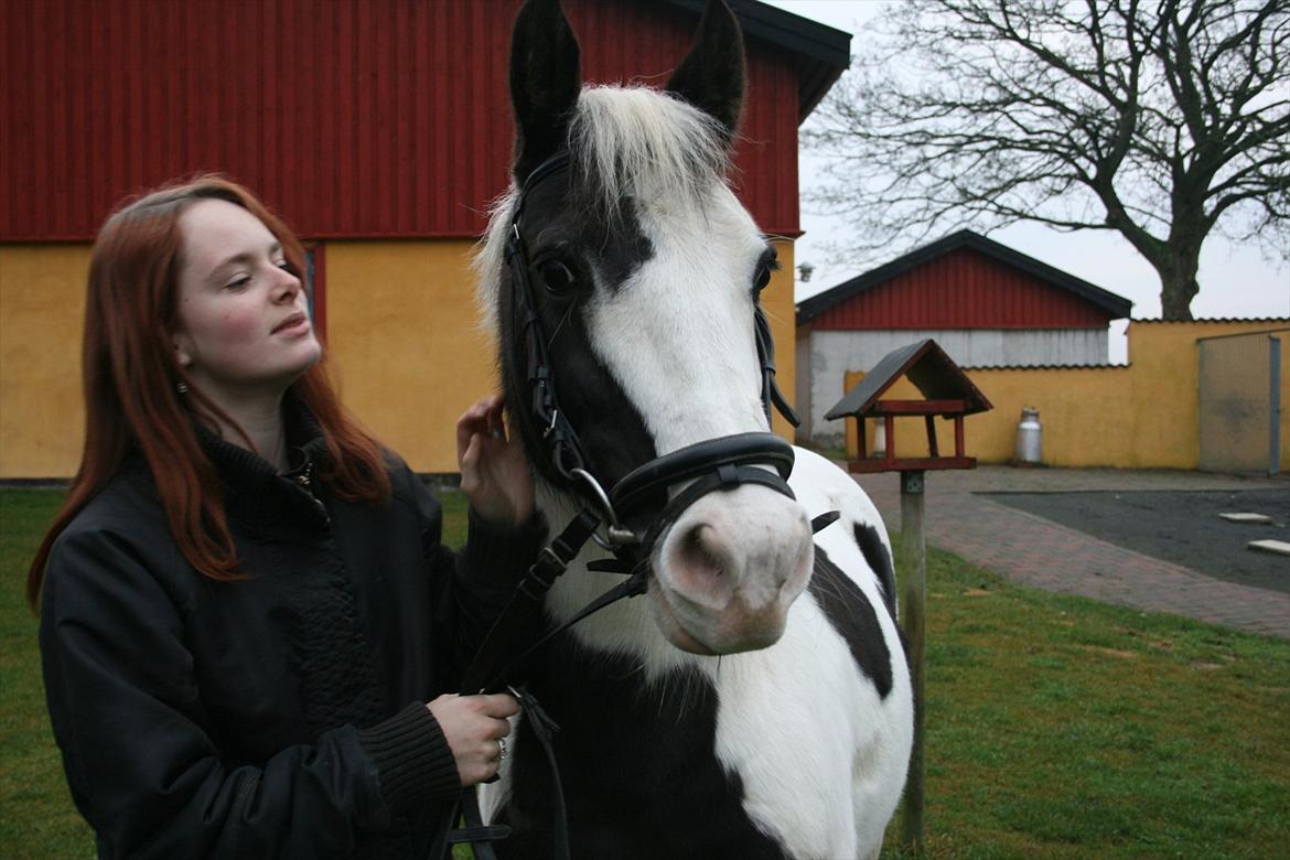 Hollandsk Sportspony Koeike <3*tidligere hest  billede 1