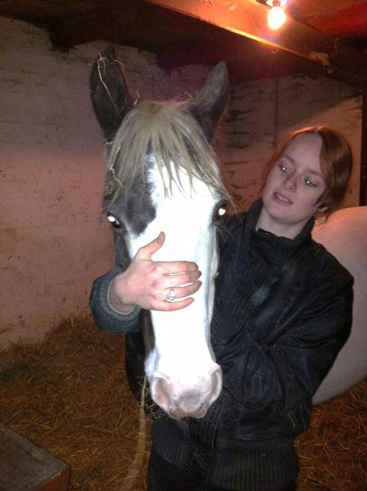 Hollandsk Sportspony Koeike <3*tidligere hest  billede 2