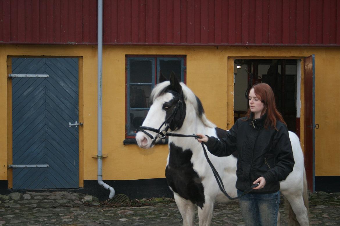 Hollandsk Sportspony Koeike <3*tidligere hest  billede 3