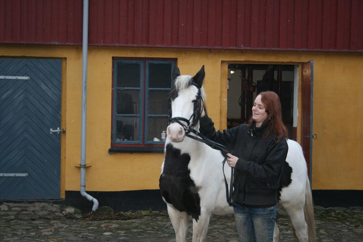 Hollandsk Sportspony Koeike <3*tidligere hest  billede 4