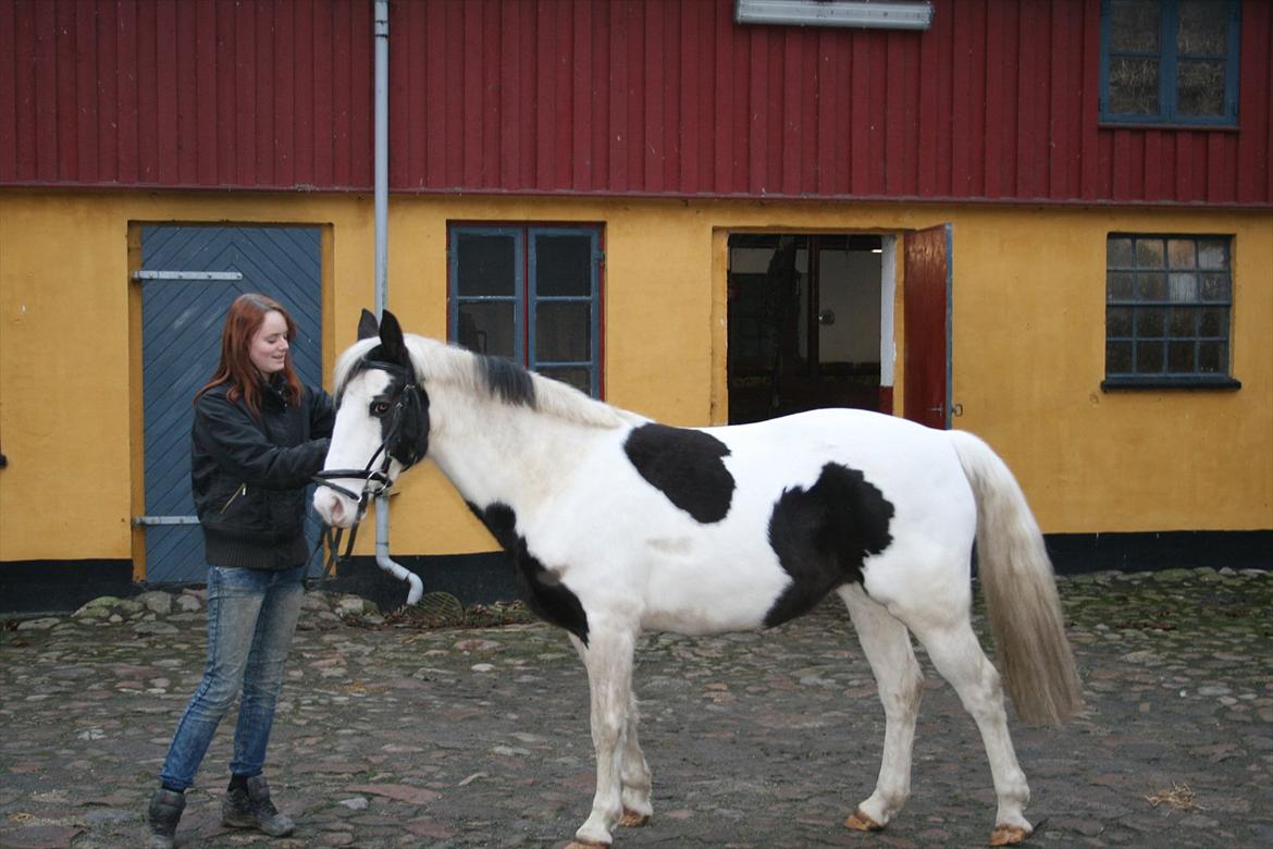 Hollandsk Sportspony Koeike <3*tidligere hest  billede 5