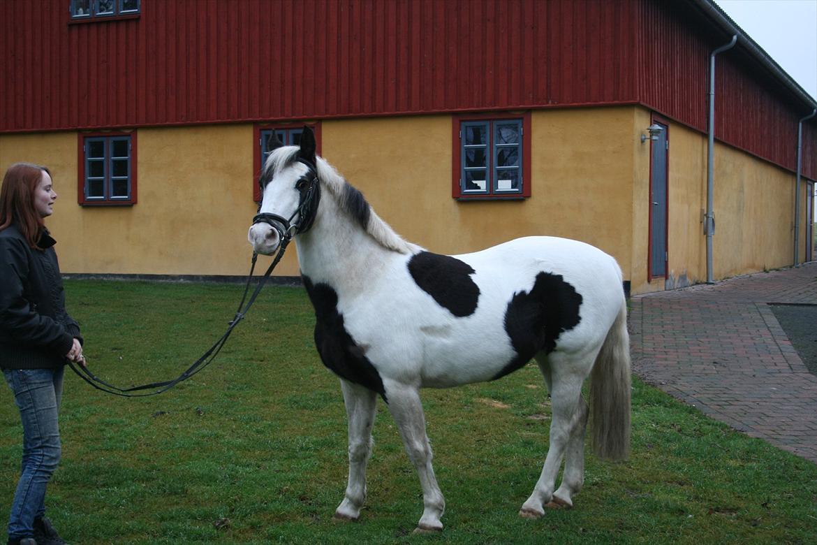 Hollandsk Sportspony Koeike <3*tidligere hest  billede 6