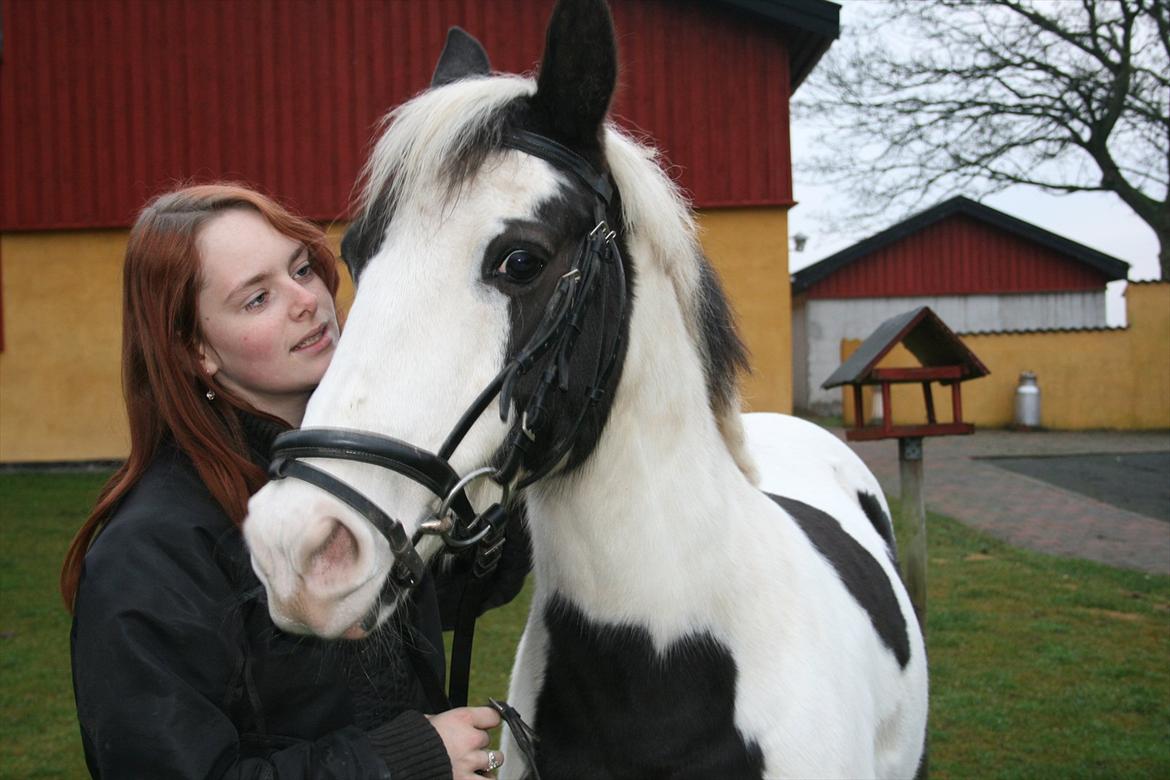 Hollandsk Sportspony Koeike <3*tidligere hest  billede 7