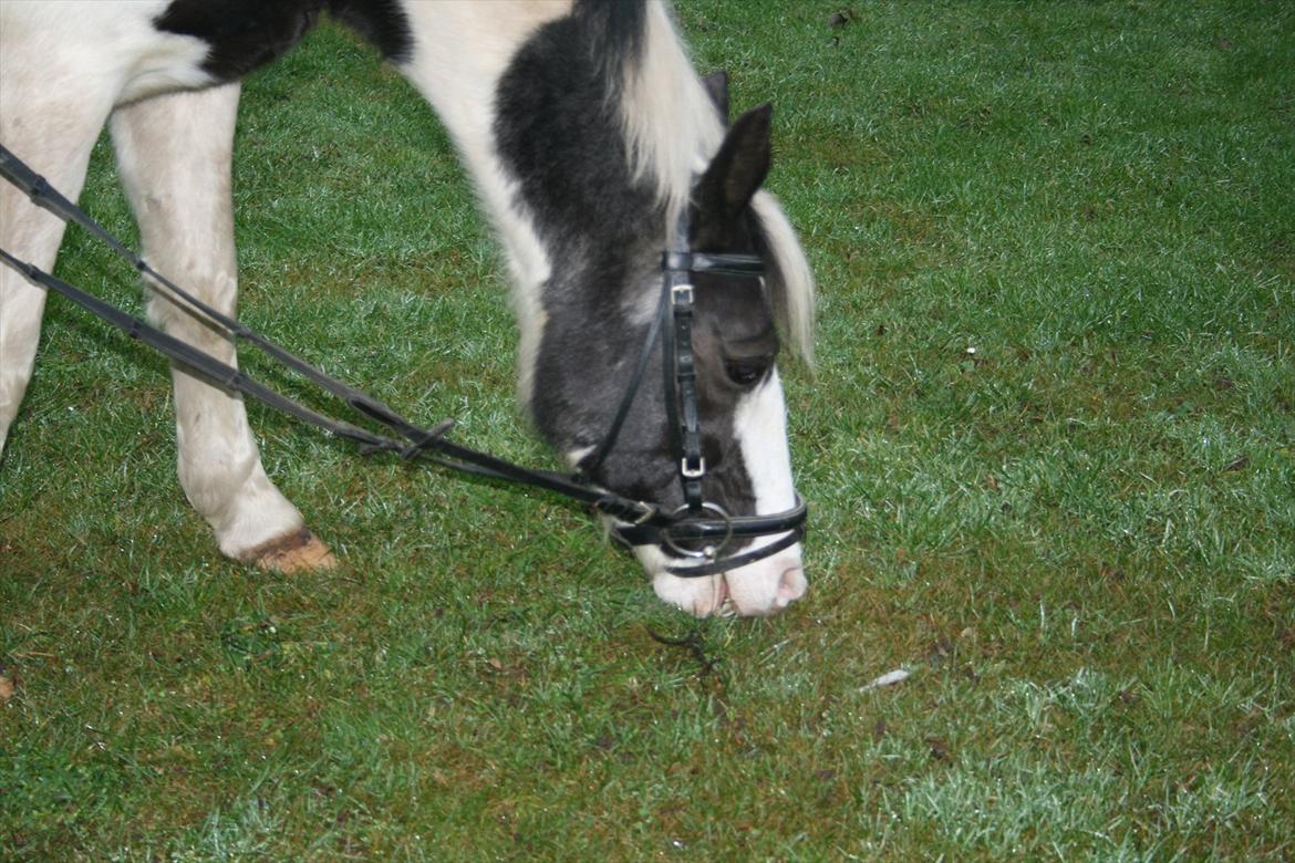 Hollandsk Sportspony Koeike <3*tidligere hest  billede 8