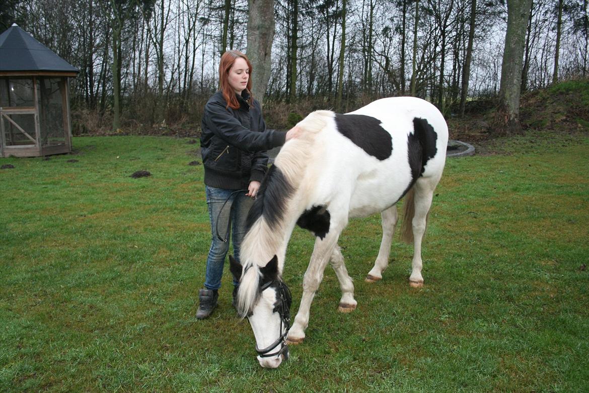 Hollandsk Sportspony Koeike <3*tidligere hest  billede 9