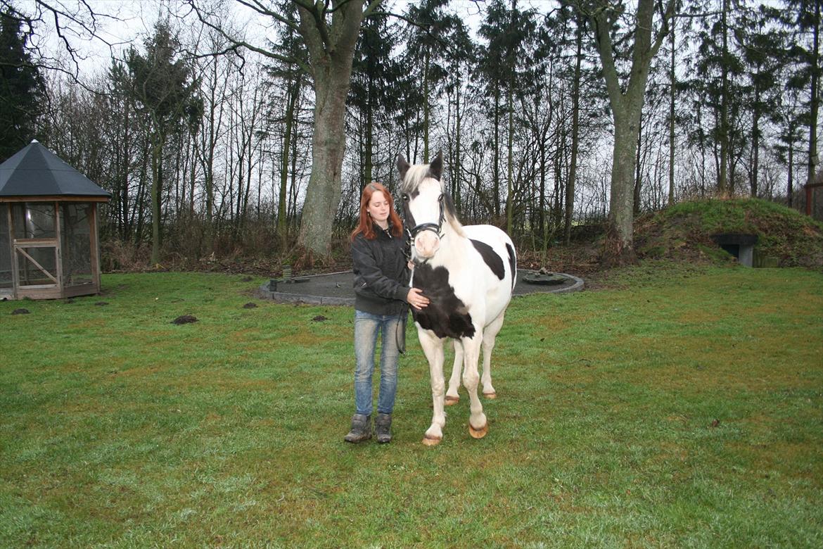 Hollandsk Sportspony Koeike <3*tidligere hest  billede 10