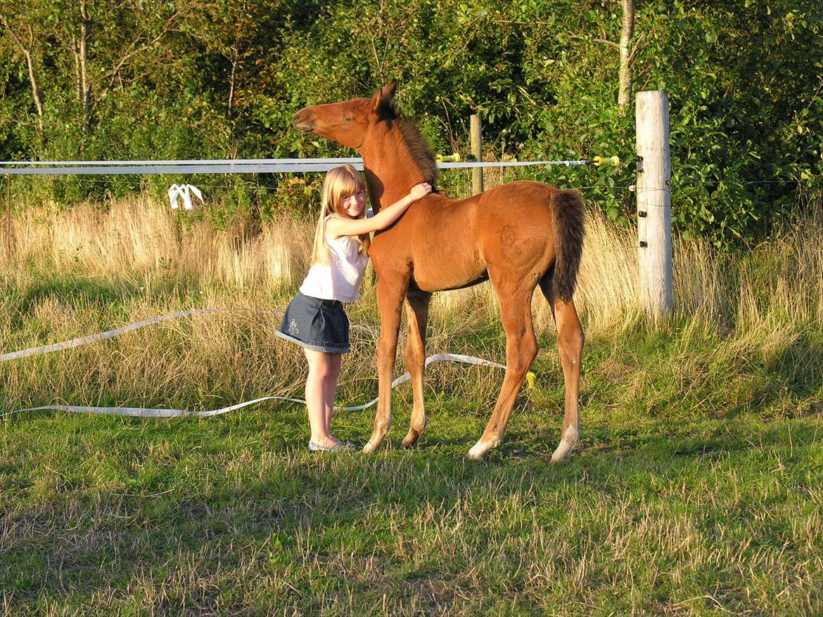 Holstener Casey billede 9