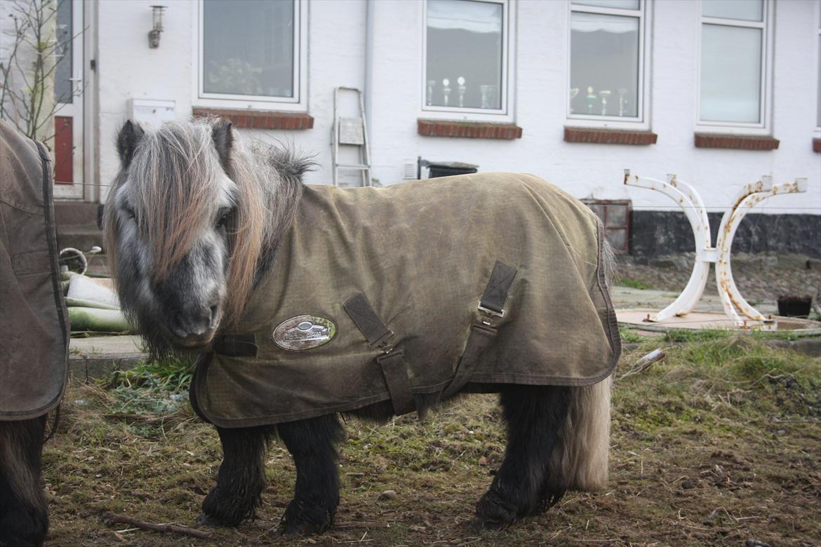 Shetlænder Tøttrups Minimum *solgt* - Januar 2012 billede 5