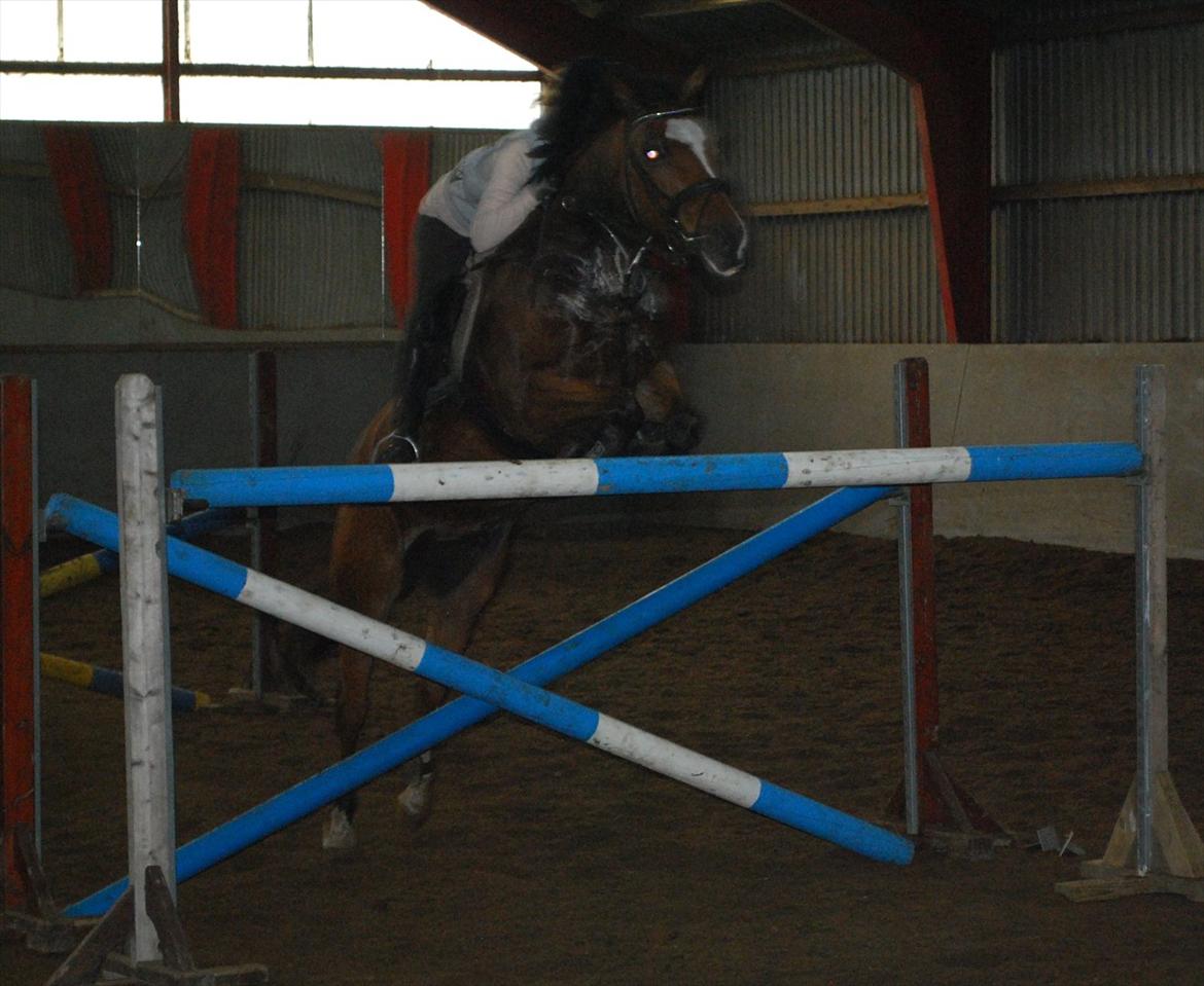 New Forest Kolbrie Prince Romeo - 135cm.. Min stjerne pony billede 12
