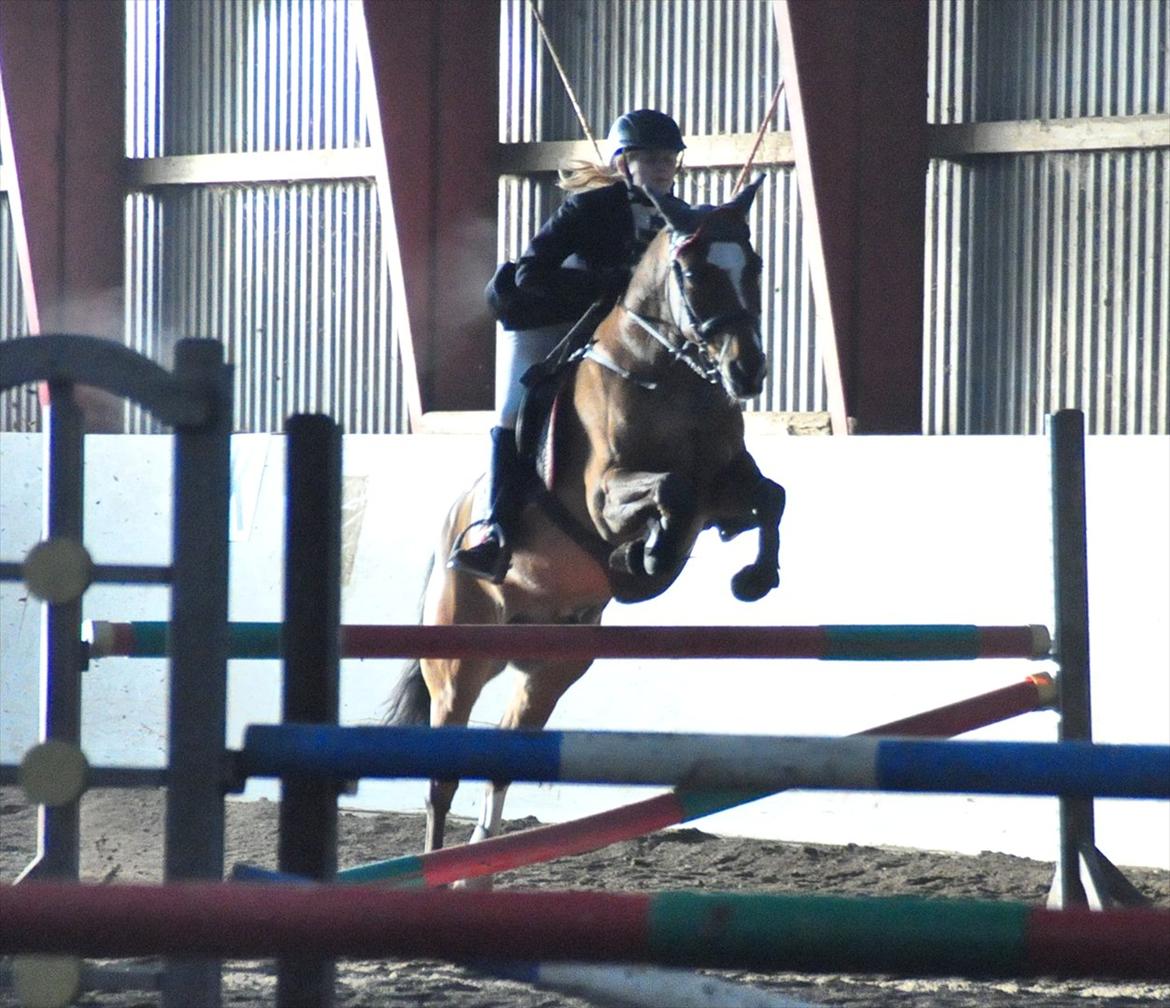 New Forest Kolbrie Prince Romeo - smukke ponydyr billede 14