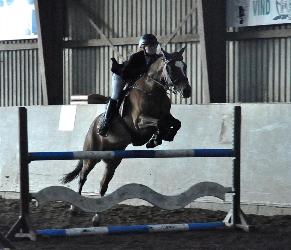 New Forest Kolbrie Prince Romeo - Hop hop--D billede 15
