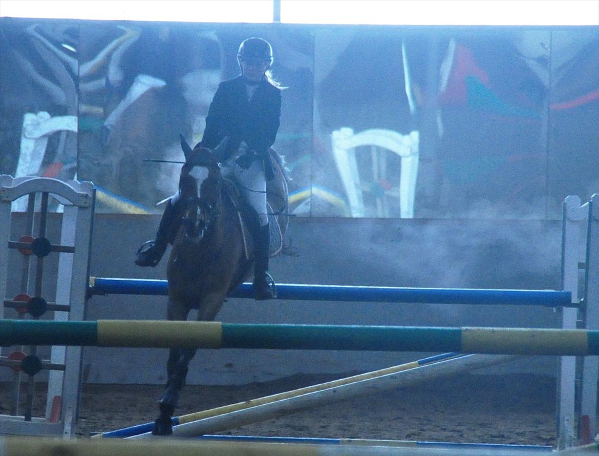 New Forest Kolbrie Prince Romeo - Lige liiiidt stort.. Ret fedt billede billede 16