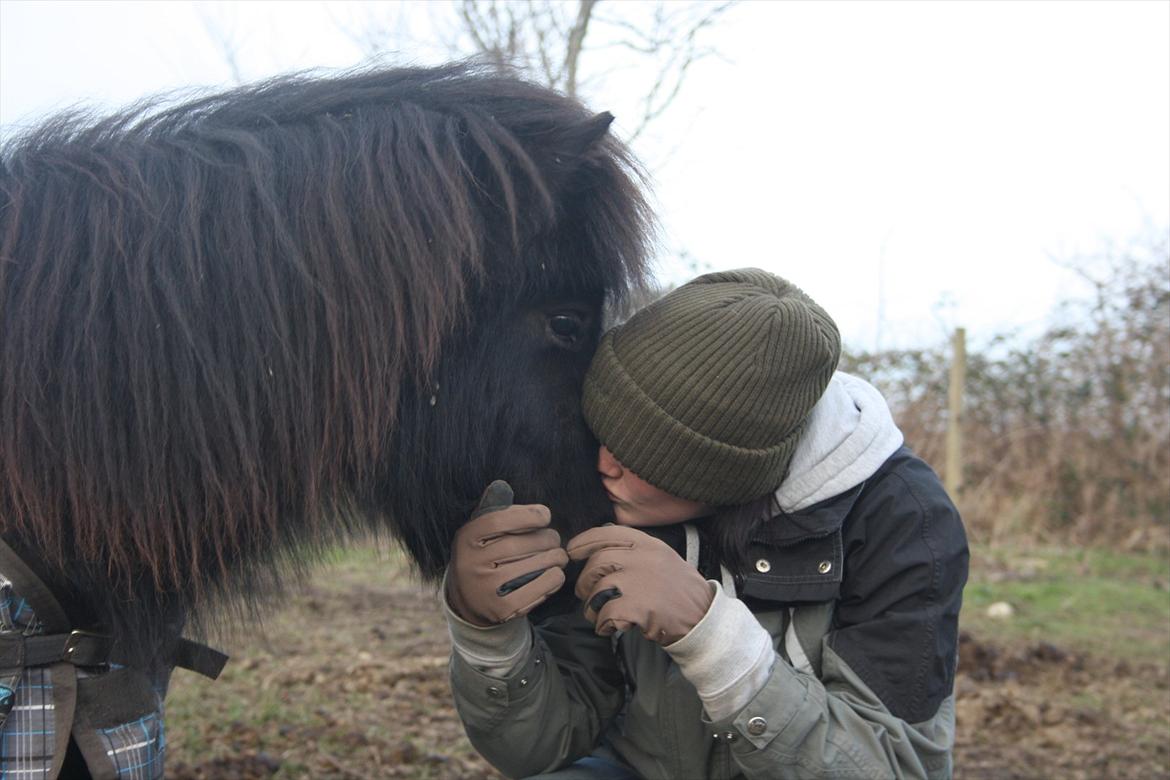 Shetlænder Vadehavets Figero *solgt* - Kærlighed <3 billede 2