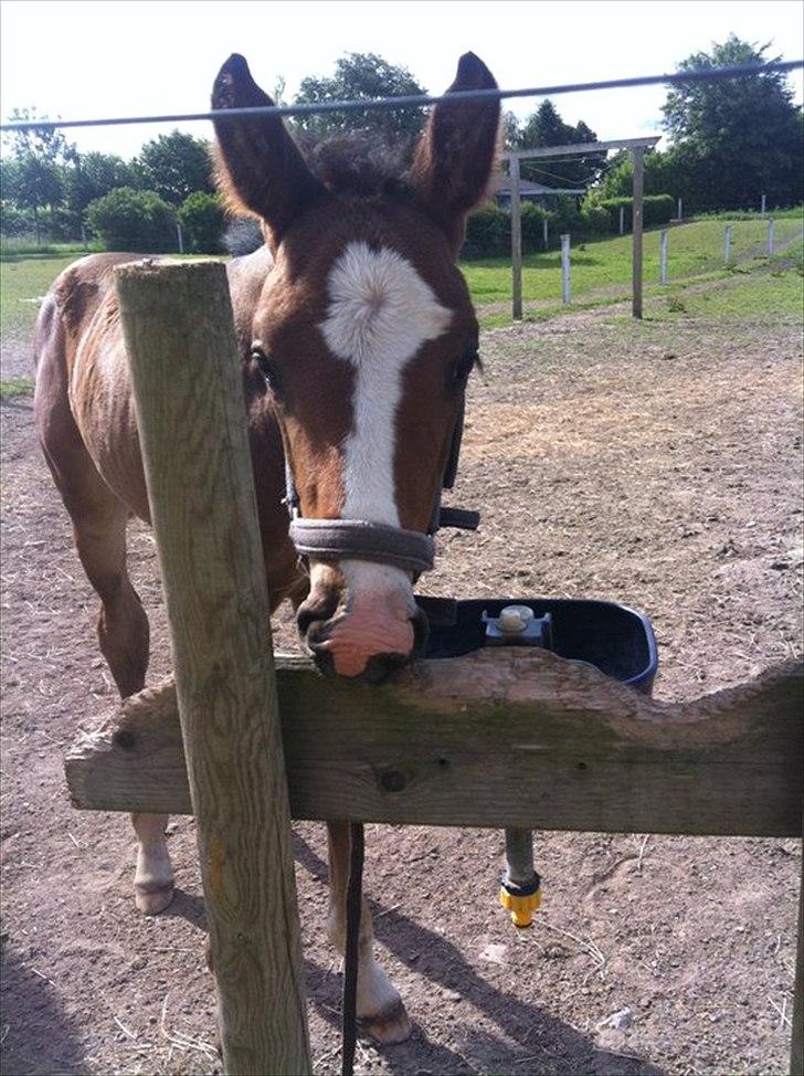 Dansk Varmblod Nørballes Manitoba-Legend billede 9