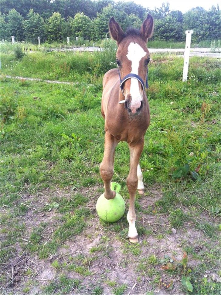 Dansk Varmblod Nørballes Manitoba-Legend billede 10