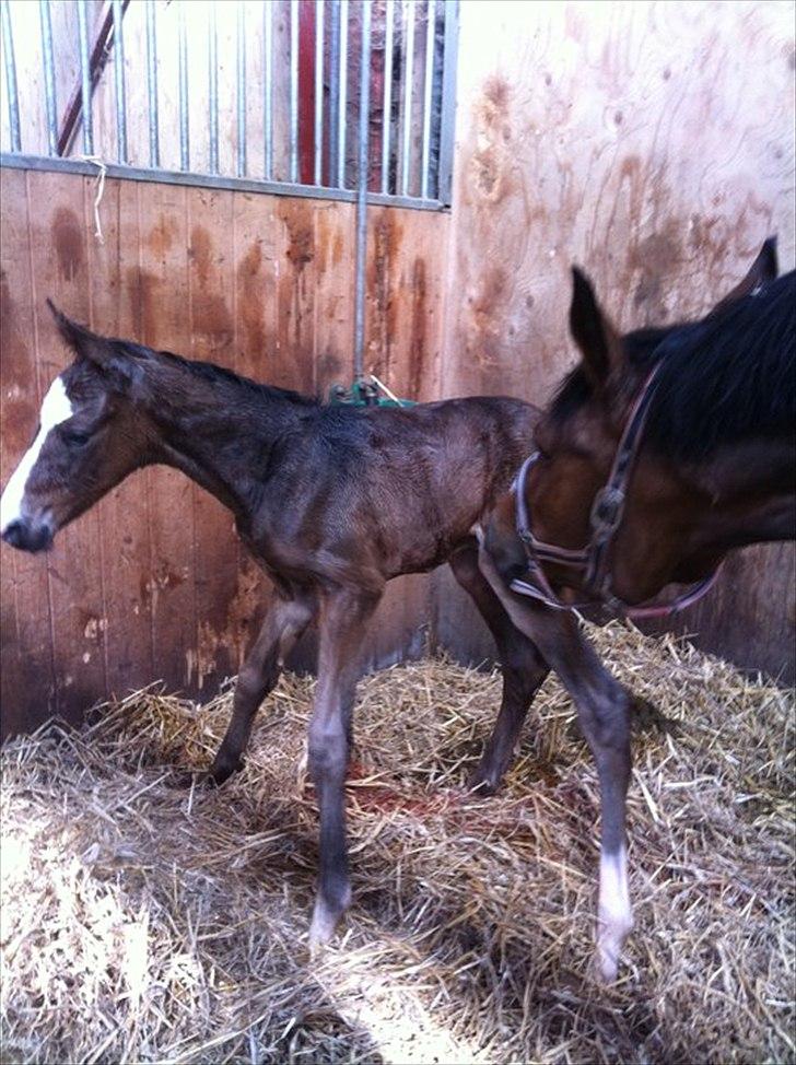 Dansk Varmblod Nørballes Manitoba-Legend billede 12