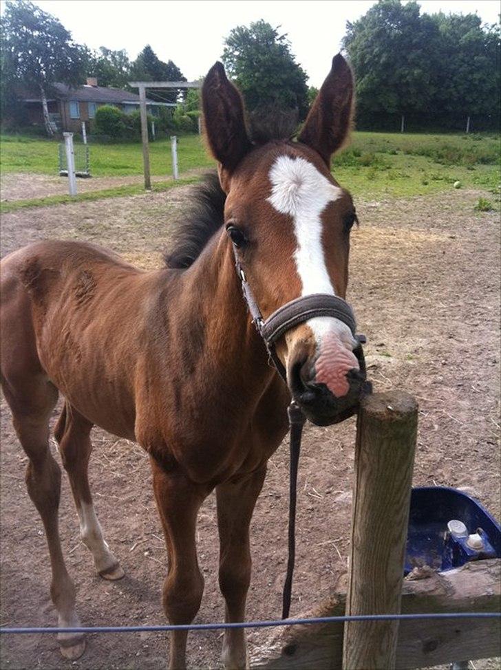 Dansk Varmblod Nørballes Manitoba-Legend billede 14