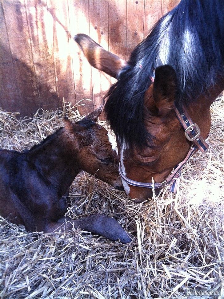 Dansk Varmblod Nørballes Manitoba-Legend billede 15