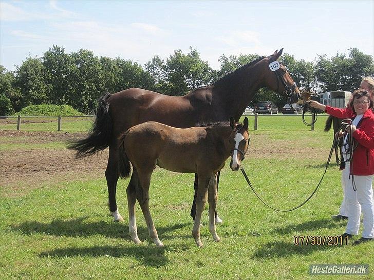 Dansk Varmblod Nørballes Manitoba-Legend billede 16