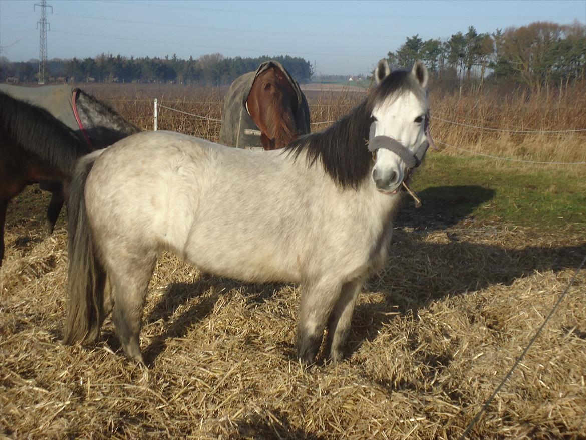 Anden særlig race Askepot billede 2