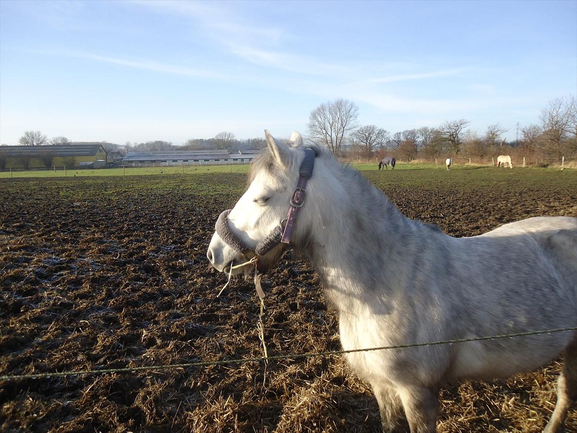 Anden særlig race Askepot billede 3