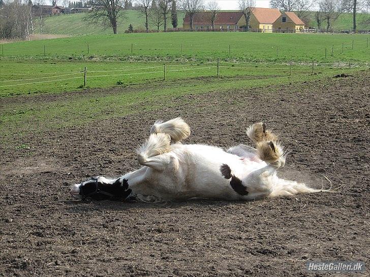 Irish Cob Whitey - Fantastisk rulletur - foto taget af Louise AP - tidligere part. billede 18