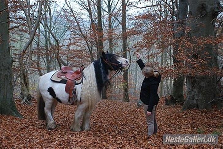 Irish Cob Whitey - Whitey med sin tidligere part Louise AP, Foto taget af Louises veninde. billede 19