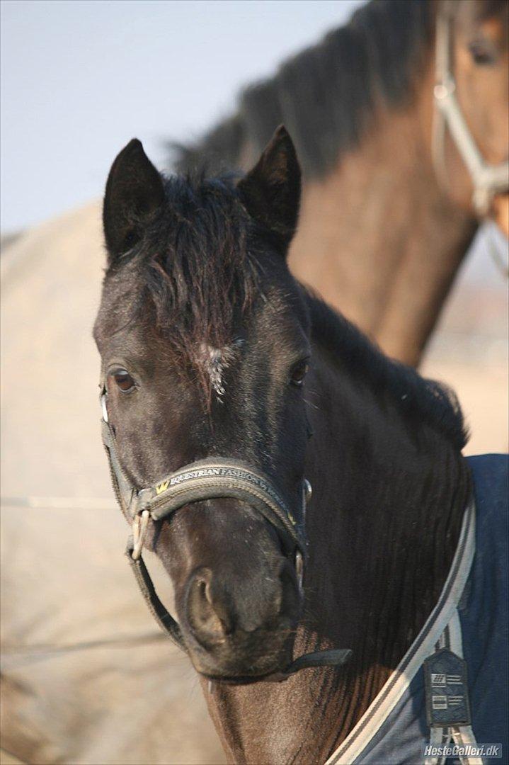 Welsh Pony af Cob-type (sec C) Broderigårdens Prins Ponto den ( s )kønne<3 - foto: mors veninde Pernille:) 2011 billede 15