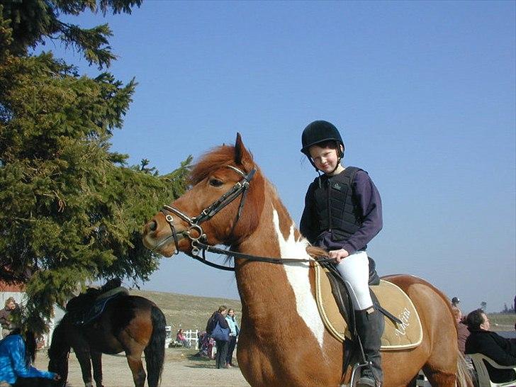 Pinto Nikita  billede 12