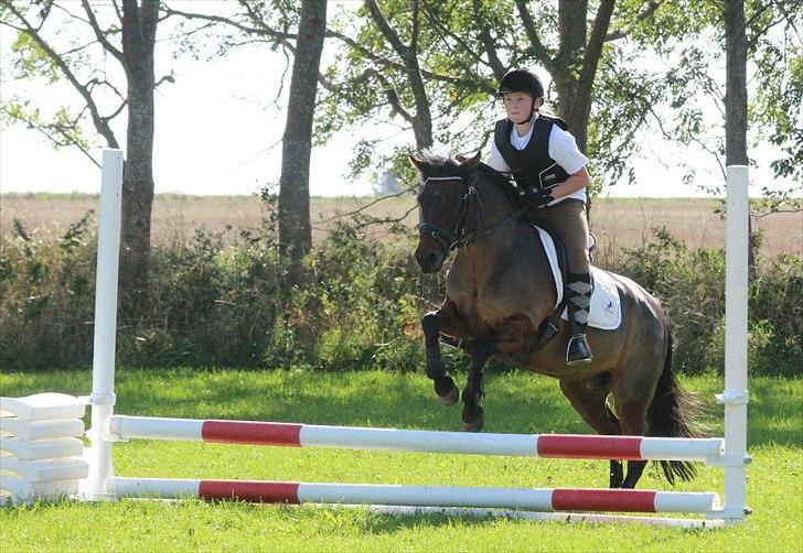 Anden særlig race Zoya - Ponystævne 2011 billede 6