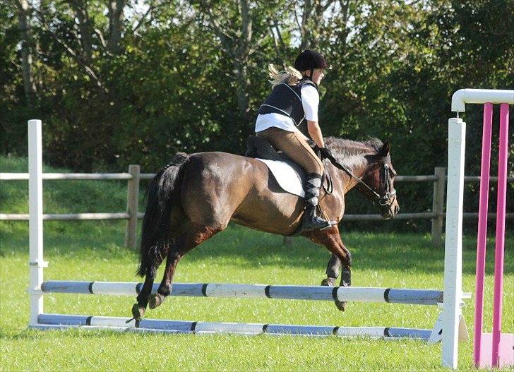 Anden særlig race Zoya - Ponystævne 2011 billede 7