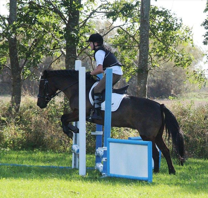 Anden særlig race Zoya - Ponystævne 2011 billede 8