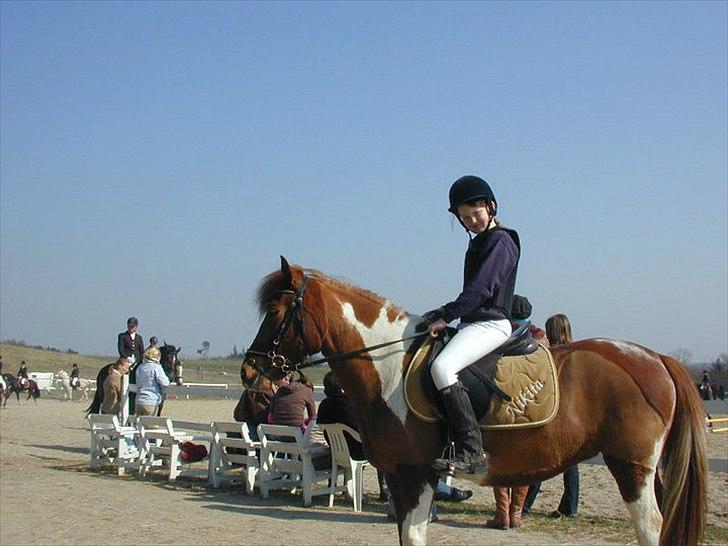 Pinto Nikita  billede 13